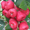 Syzygium samarangense, Red Wax Jambu Fruit Tree Live Plant