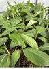 Musa acuminata, 'Red Cuban' Banana Fruit - Live Plant