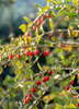 Lycium barbarum, Red Goji Berry Fruit Shrub - Live Plant