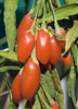 Lycium barbarum, Red Goji Berry Fruit Shrub - Live Plant
