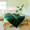 Regal Shield, Giant Elephant Ear Alocasia Plant Leaf Blanket