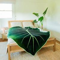Regal Shield, Giant Elephant Ear Alocasia Plant Leaf Blanket