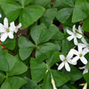 Oxalis 20 Bulbs - Regnellii Lucky Shamrock By Easy To Grow Bulbs