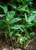 Maranta arundinacea, Arrowroot Perennial Herb - Live Plant