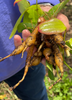 Maranta arundinacea, Arrowroot Perennial Herb - Live Plant