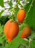 Bunchosia argentea, Peanut Butter Fruit Tree - Live Plant