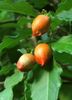 Bunchosia argentea, Peanut Butter Fruit Tree - Live Plant