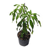Mangifera indica 'Kiew Yai' Thai Mango Tree, Grafted Live Plant