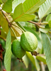 Psidium guajava, Guava Fruit Tree 'Ruby Supreme' - Live Plant