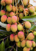 Litchi chinensis, Lychee 'Mauritius' Tropical Fruit Tree - Live Plant
