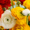 Ranunculus 30 Corms - Tecolote Fire & Ice Collection By Easy To Grow Bulbs