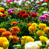 Ranunculus 10 Corms - Tecolote Rainbow Mix - By Easy To Grow Bulbs