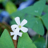 Oxalis 20 Bulbs - Regnellii Lucky Shamrock By Easy To Grow Bulbs