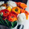 Ranunculus 30 Corms - Tecolote Fire & Ice Collection By Easy To Grow Bulbs