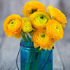 Ranunculus 10 Corms - Tecolote Yellow By Easy To Grow Bulbs