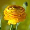 Ranunculus 10 Corms - Tecolote Yellow By Easy To Grow Bulbs