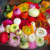 Ranunculus 30 Corms - Tecolote Flower Fields Collection By Easy To Grow Bulbs