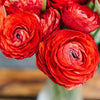 Ranunculus 10 Corms - Tecolote Red By Easy To Grow Bulbs