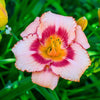 Daylily 10 Bareroot Plants - Bumper Crop Mix