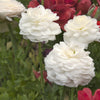 Ranunculus 10 Corms - Tecolote White By Easy To Grow Bulbs
