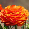 Ranunculus 10 Corms - Tecolote Sunset By Easy To Grow Bulbs