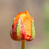 Ranunculus 10 Corms - Tecolote Sunset By Easy To Grow Bulbs
