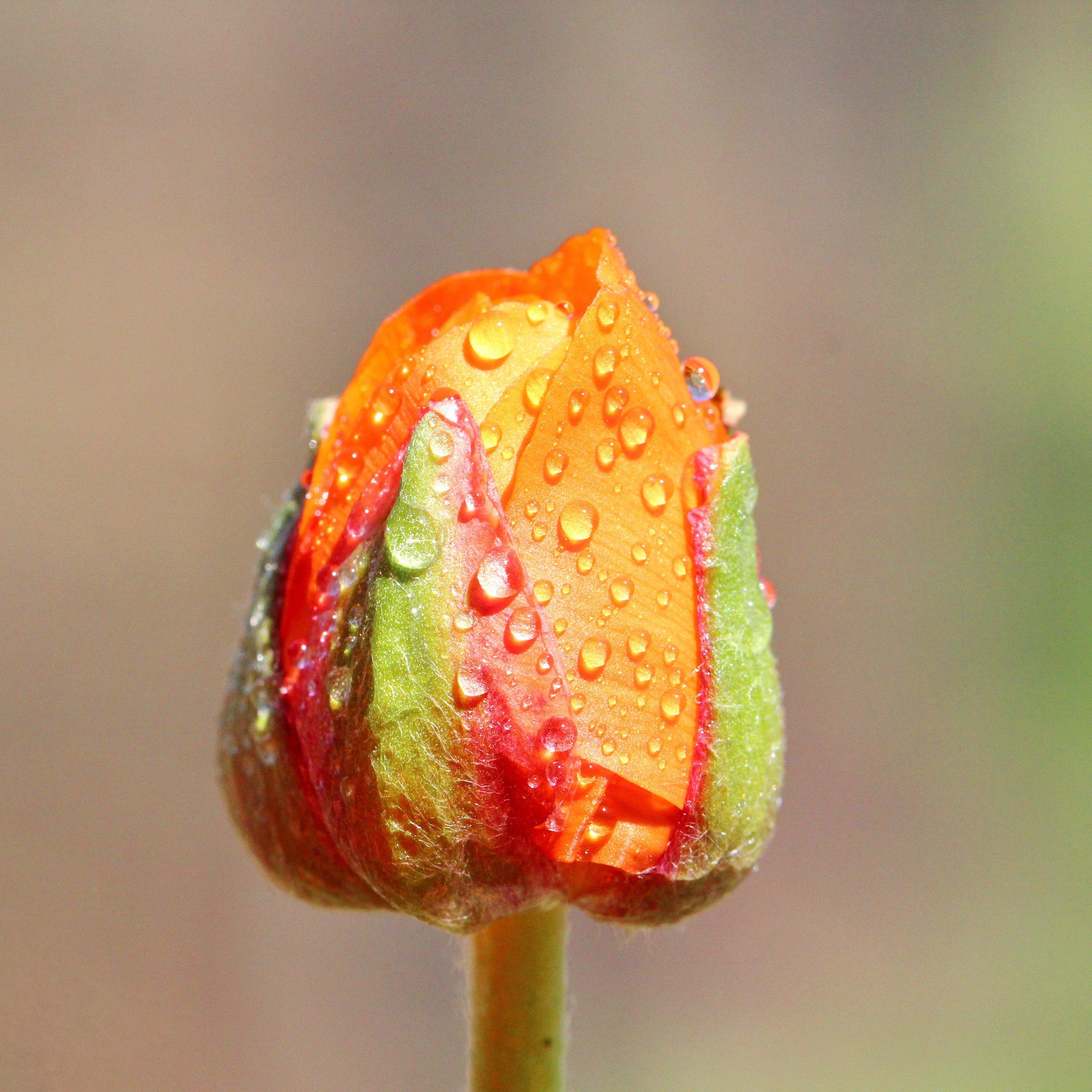 Ranunculus 10 Corms - Tecolote Sunset By Easy To Grow Bulbs | The Plant ...