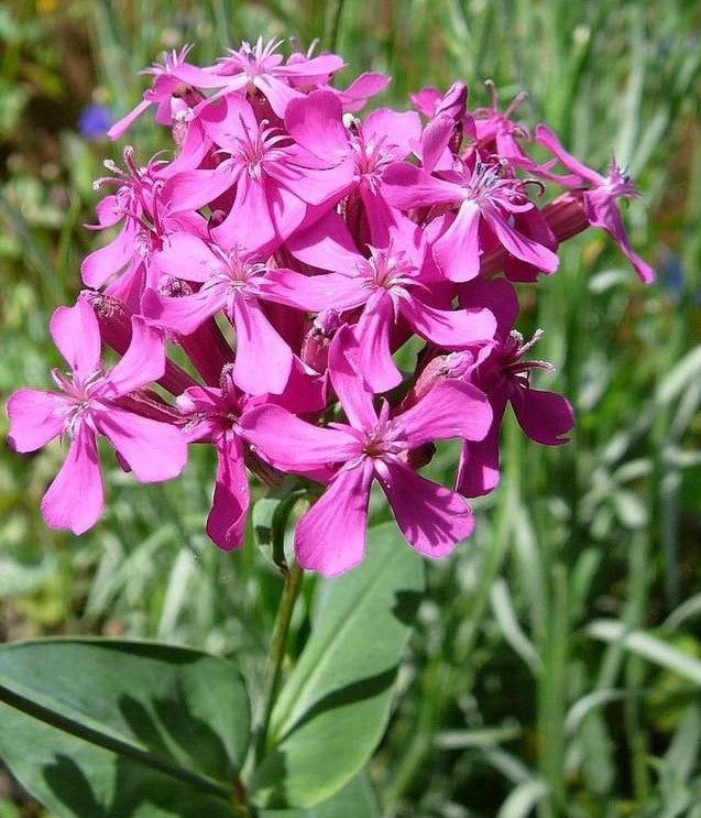 Silene Armeria 1000+ Seeds, Garden Catchfly Flowers, None So Pretty