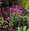 Silene Armeria 1000+ Seeds, Garden Catchfly Flowers, None So Pretty