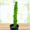 Lophocereus Schotti Var Monstrosus, Totem Pole 'Major' Cactus Plant