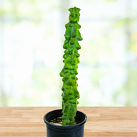 Lophocereus Schotti Var Monstrosus, Totem Pole 'Major' Cactus Plant