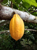 Theobroma Cacao 'Forastero', Live Chocolate Fruit Tree