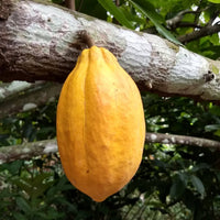 Theobroma Cacao 'Forastero', Live Chocolate Fruit Tree