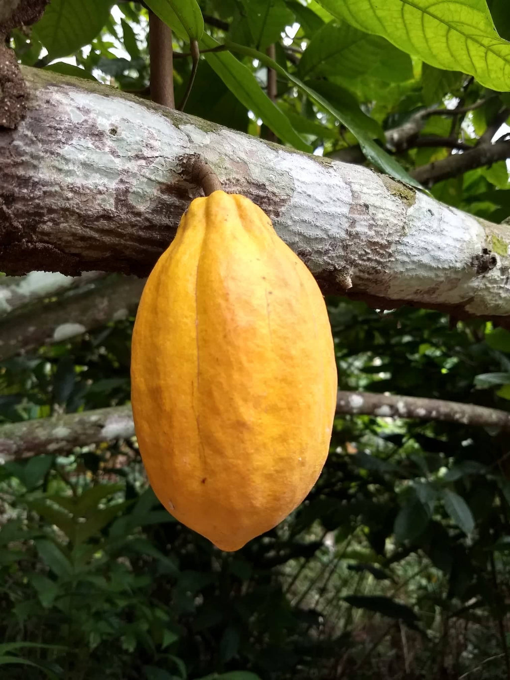 Theobroma Cacao 'Forastero', Live Chocolate Fruit Tree