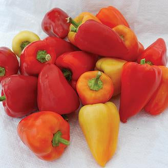 Snick Snack Pepper Seeds, Garden Vegetables