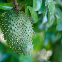 Annona muricata, Soursop Guanabana Live Seedlings Fruit Tree