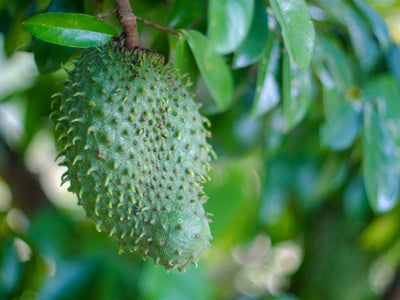 Annona muricata, Soursop Guanabana Live Seedlings Fruit Tree