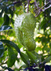 Annona muricata, Soursop Fruit Tree - Live Plant