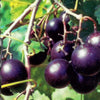 Southern Home Muscadine Hybrid Super Sweet Live Grape Plant