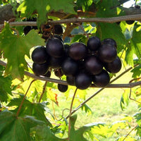 Southern Home Muscadine Hybrid Super Sweet Live Grape Plant