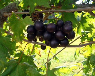 Southern Home Muscadine Hybrid Super Sweet Live Grape Plant