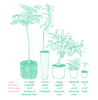 Plant size guide