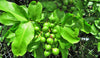 Melicoccus bijugatus 'Mamoncillo Tree' - Spanish Lime, Live Seedling Plant