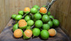 Melicoccus bijugatus 'Mamoncillo Tree' - Spanish Lime, Live Seedling Plant