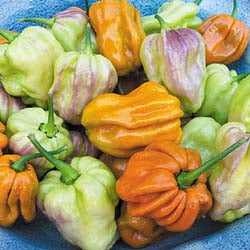 Spicy Mustard Habanero Pepper Seeds, Beautiful Garden Vegetables