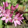 Allium 60 Bulbs - Playful Party Mix By Easy To Grow Bulbs