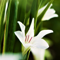Gladiolus 30 Bulbs - Nanus Hardy Easy to Grow Mix