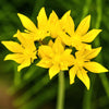 Allium 60 Bulbs - Playful Party Mix By Easy To Grow Bulbs