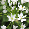 Allium 60 Bulbs - Playful Party Mix By Easy To Grow Bulbs