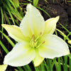 Daylily - Gentle Shepherd - 3 Live Roots